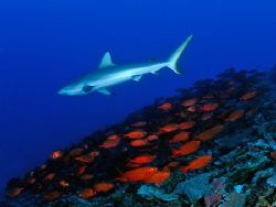 A gray reef shark and its food at the Marshall Islands. by Luiz Rocha 
